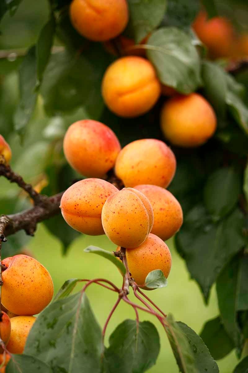 Najväčšie marhuľové záhrady vo Wachau sa nachádzajú v Aggsbach Markt