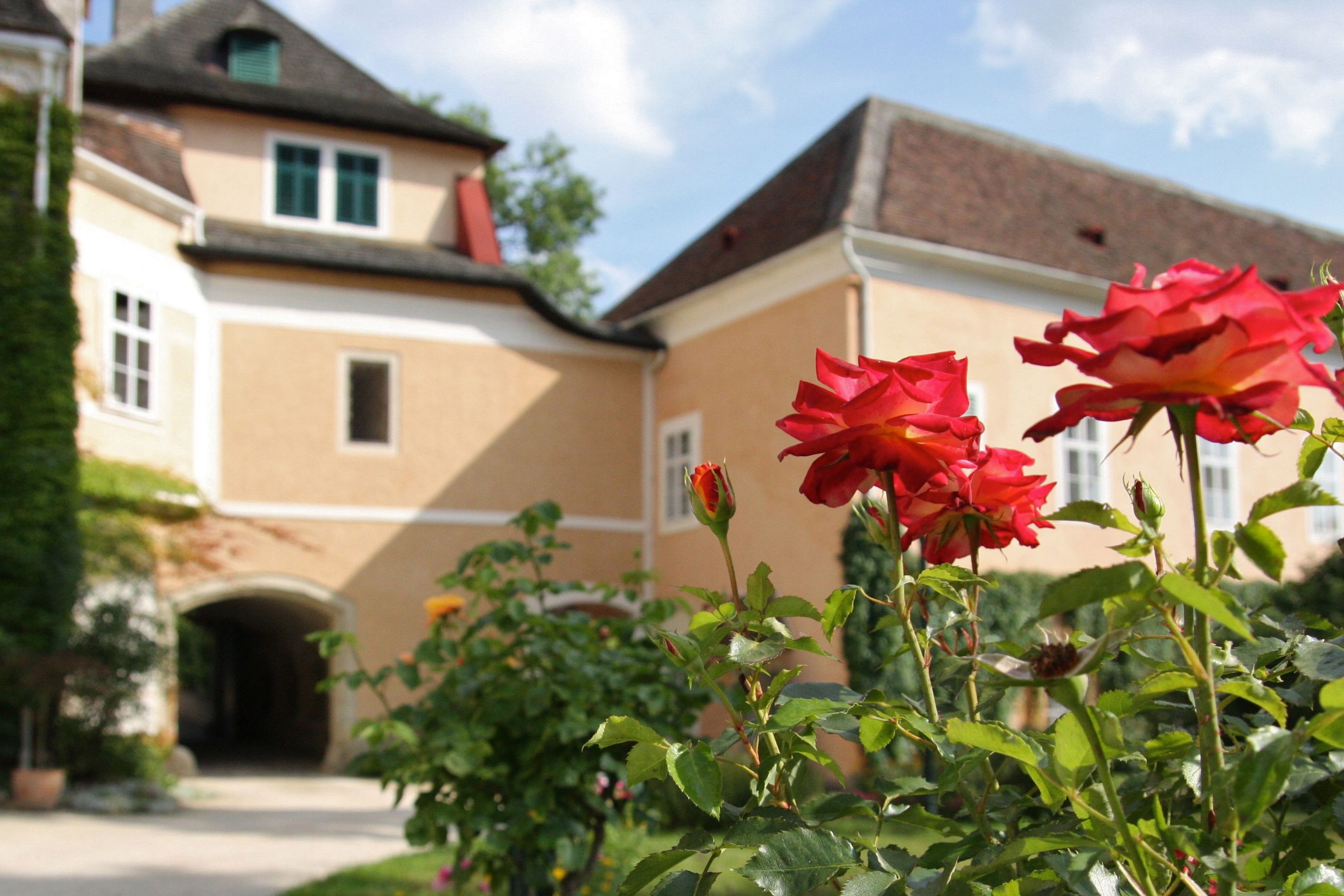 Detailný záber na červené ruže pred žltou budovou zámku so strechou a oknami.