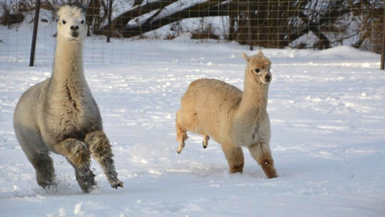 Alpacas, &copy; Crooked Creek Ranch Alpakas-Waldviertel