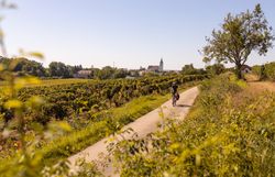 Sanfte Hügel und üppige Weinreben umrahmen den malerischen Radweg, der durch die idyllische Landschaft führt. Die klare Luft und die warmen Sonnenstrahlen laden dazu ein, die Schönheit der Natur zu genießen und die Seele baumeln zu lassen.