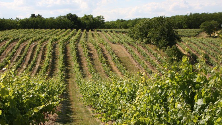 Vineyards, &copy; Fam. Huber