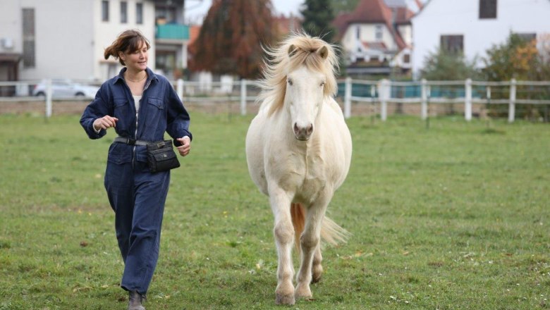 Disco Cavallo, &copy; Disco Cavallo