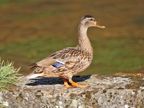 Wildente an der G&ouml;lsen, &copy; Christian Handl