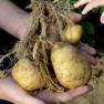 Potatoes, © Nordwaldfarm