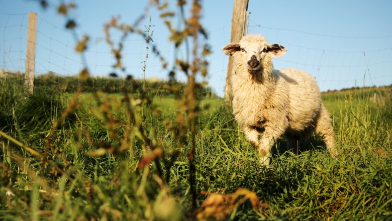 Sheep, &copy; Weinfranz