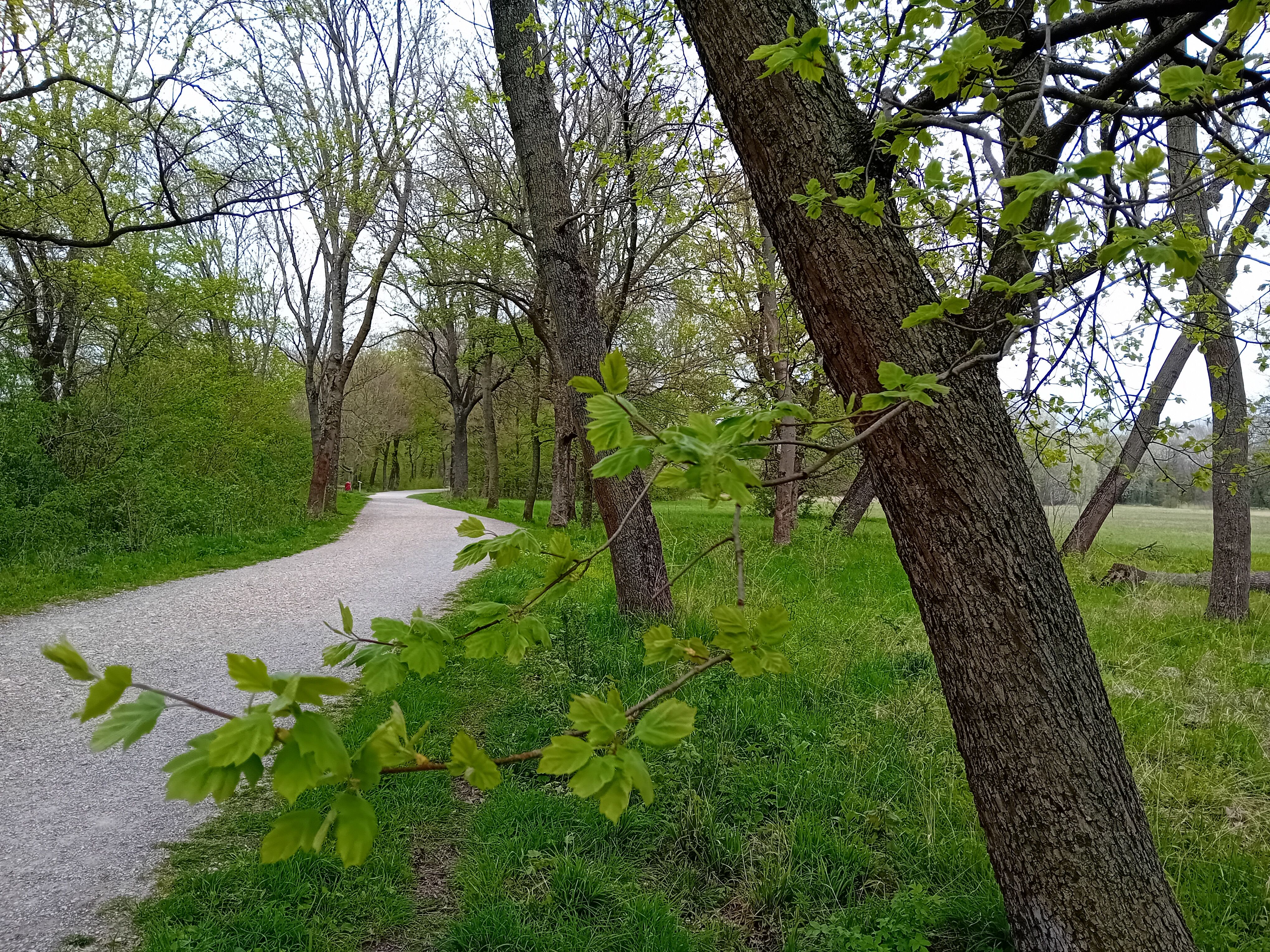 Cesta cez park