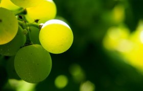 Quality viticulture Mantler, &copy; Pixabay