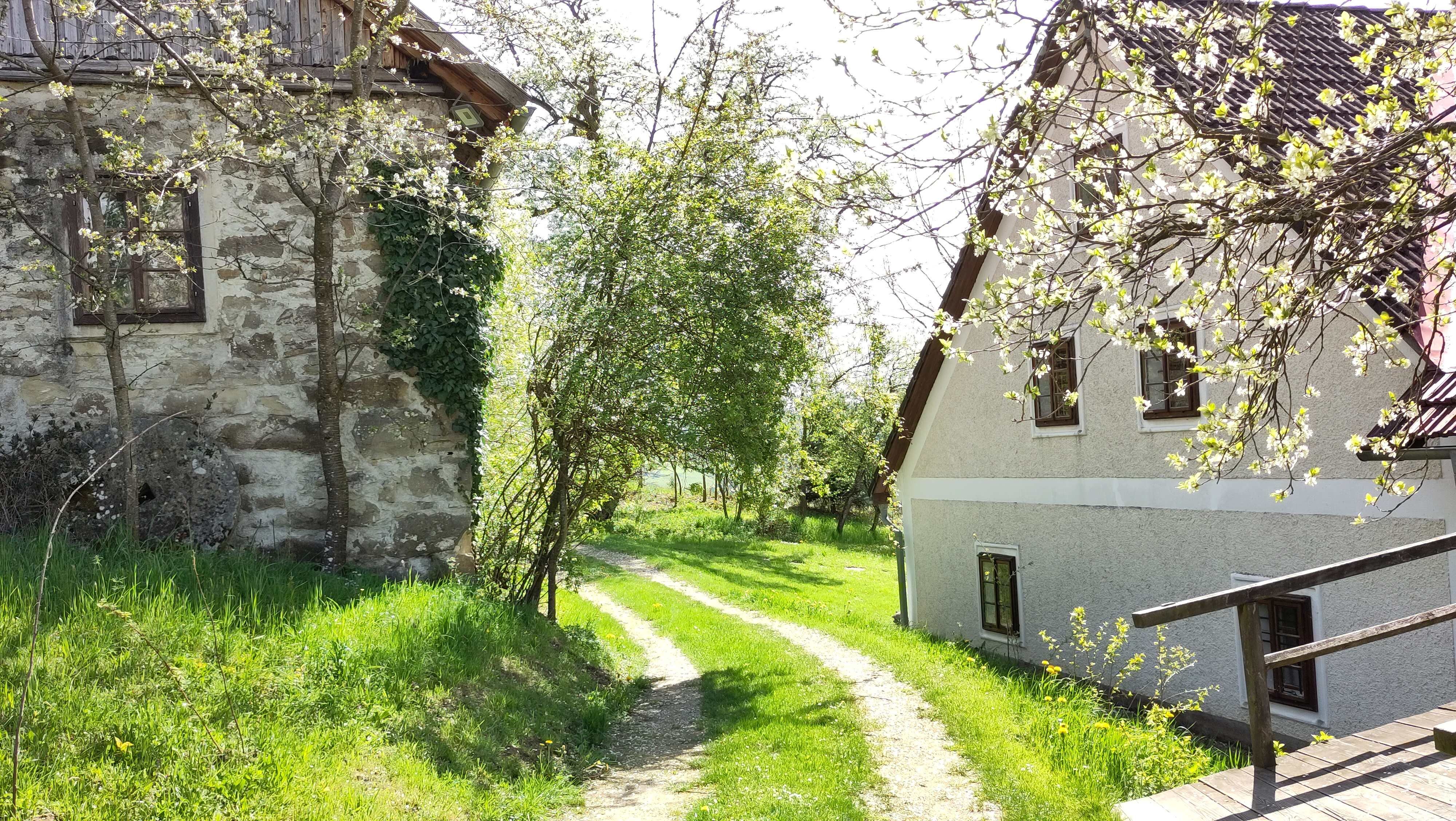Vidiecka cestička medzi dvoma domami, obklopená kvitnúcimi stromami a zelenou trávou.
