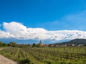 Weing&auml;rten, &copy; Marktgemeinde Soo&szlig;