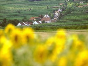 Blick auf die Kellergasse in Feuersbrunn, &copy; Donau Nieder&ouml;sterreich - Kamptal-Wagram-Tullner Donauraum