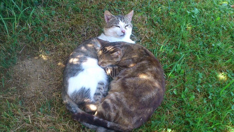 Happy cats at the Feldmühle, © Eßletzbichler Christine