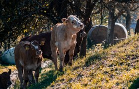 Cattle, &copy; Anni Putz