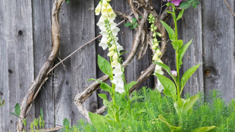 Organic farm Hinterstockreith, © Theo Kust