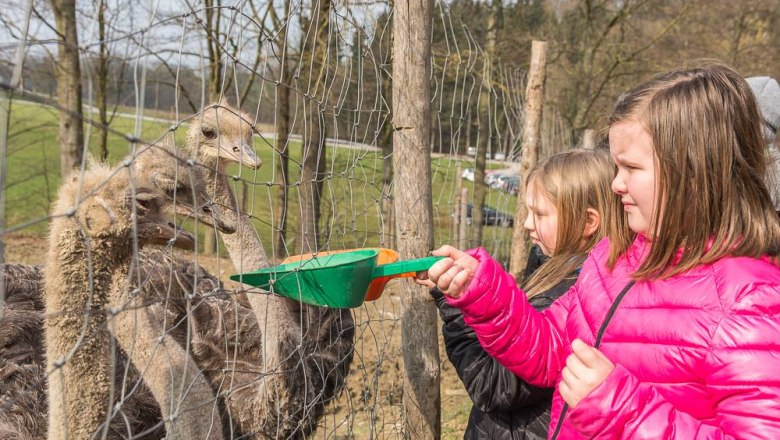 Kŕmenie, &copy; Otto Brandl