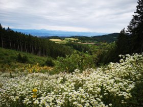 Weg nach Weiten, &copy; Waldviertel Tourismus