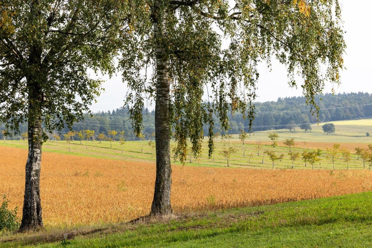 NUSSLAND, orechovníky, ktoré zušľachťujú