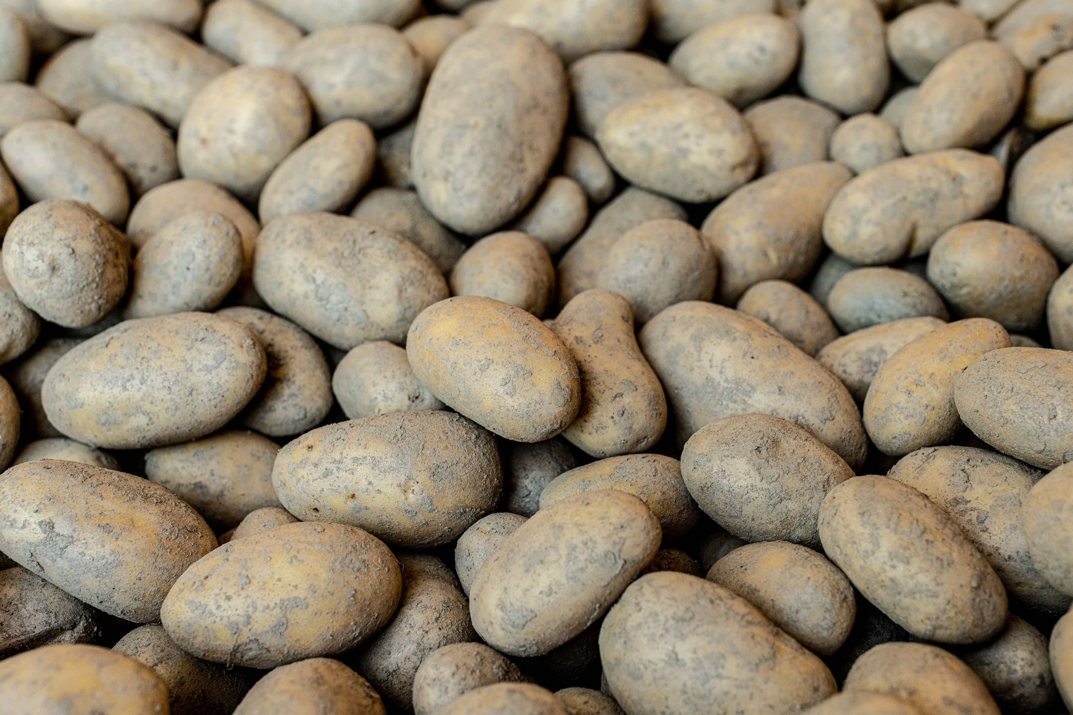 Pozbierajte veľa zemiakov, ktoré sú blízko seba.