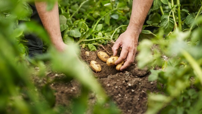 Potato field, &copy; Waldviertel Tourismus, Gerhard Wasserbauer