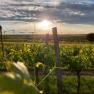 Ausblick im Weingarten, © Winzerhof Semmler