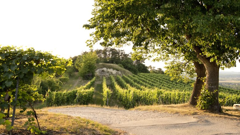 View from the cellar into the vineyards, &copy; Weingut Meinhard Forstreiter
