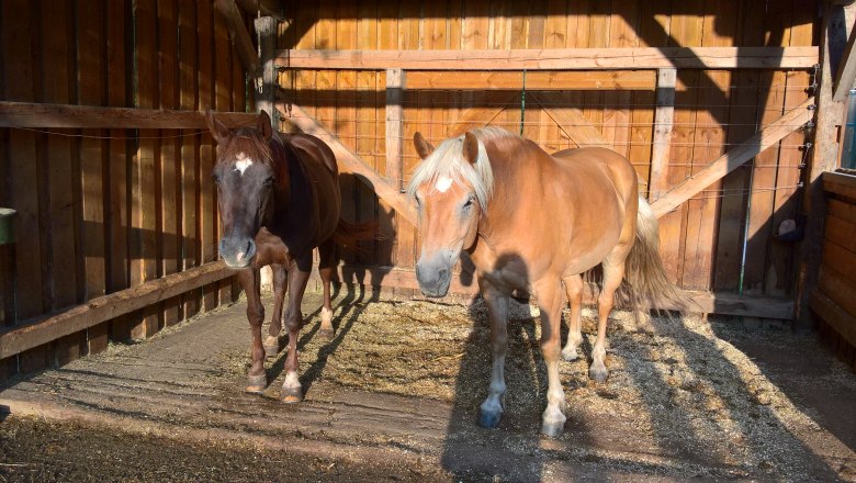 Horse stable, &copy; Pferdehof Kurzmann
