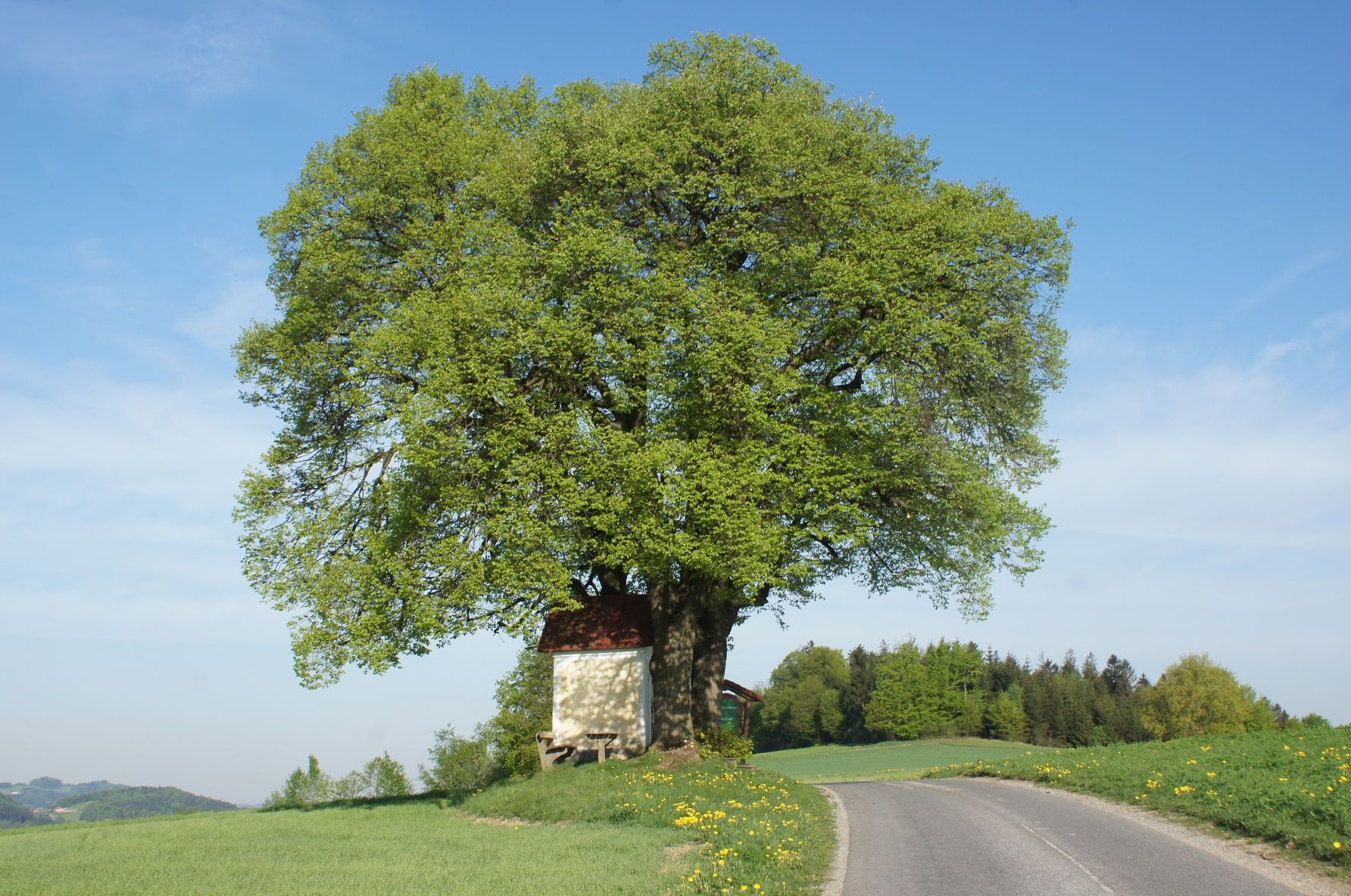 Brandstätterov kríž