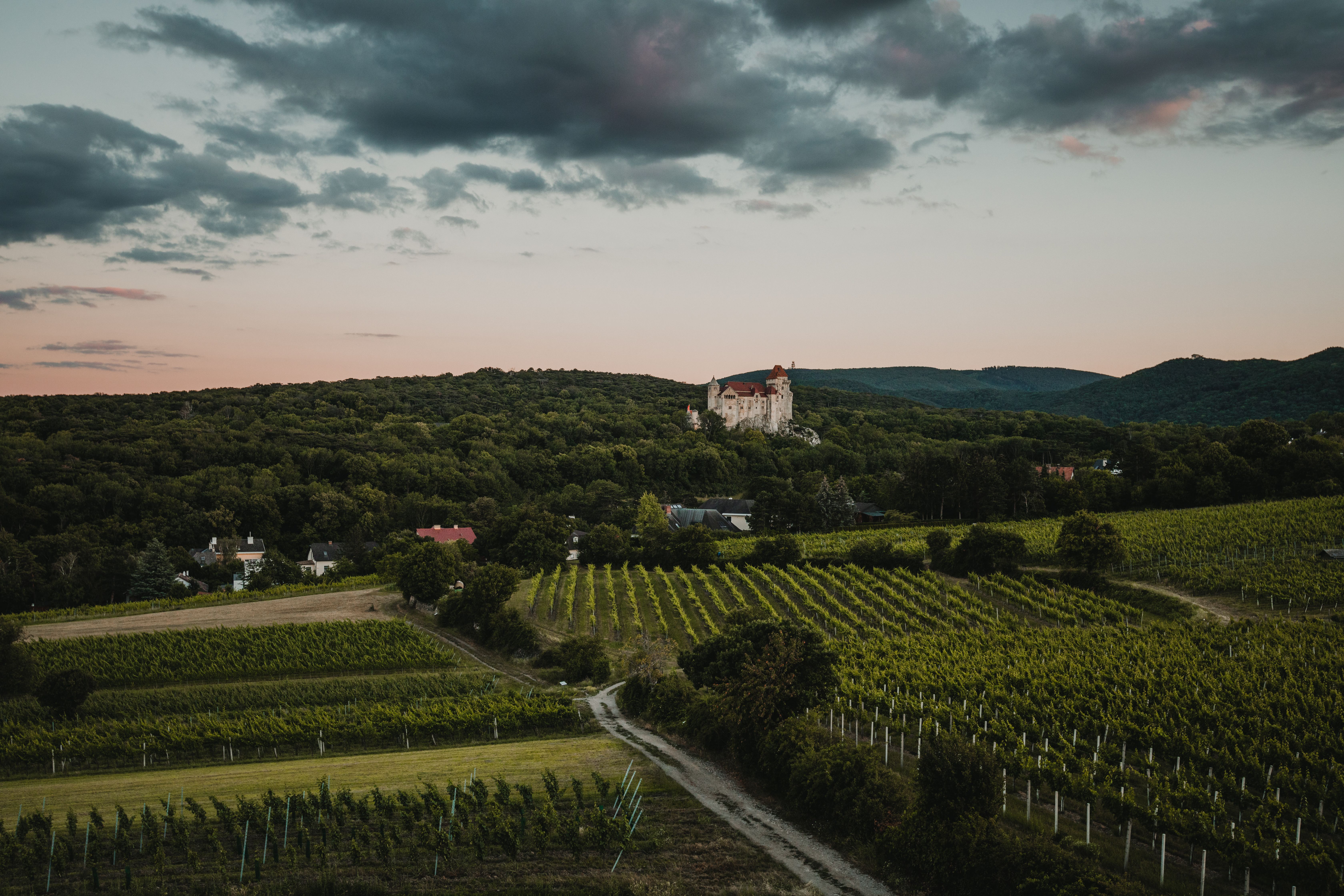 Umgeben von sanften Hügeln und üppigen Weinreben, strahlt die Burg Liechtenstein majestätisch in der Abenddämmerung. Die malerische Landschaft lädt dazu ein, die Ruhe und Schönheit der Natur zu genießen, während die Wolken sanft über den Himmel ziehen.