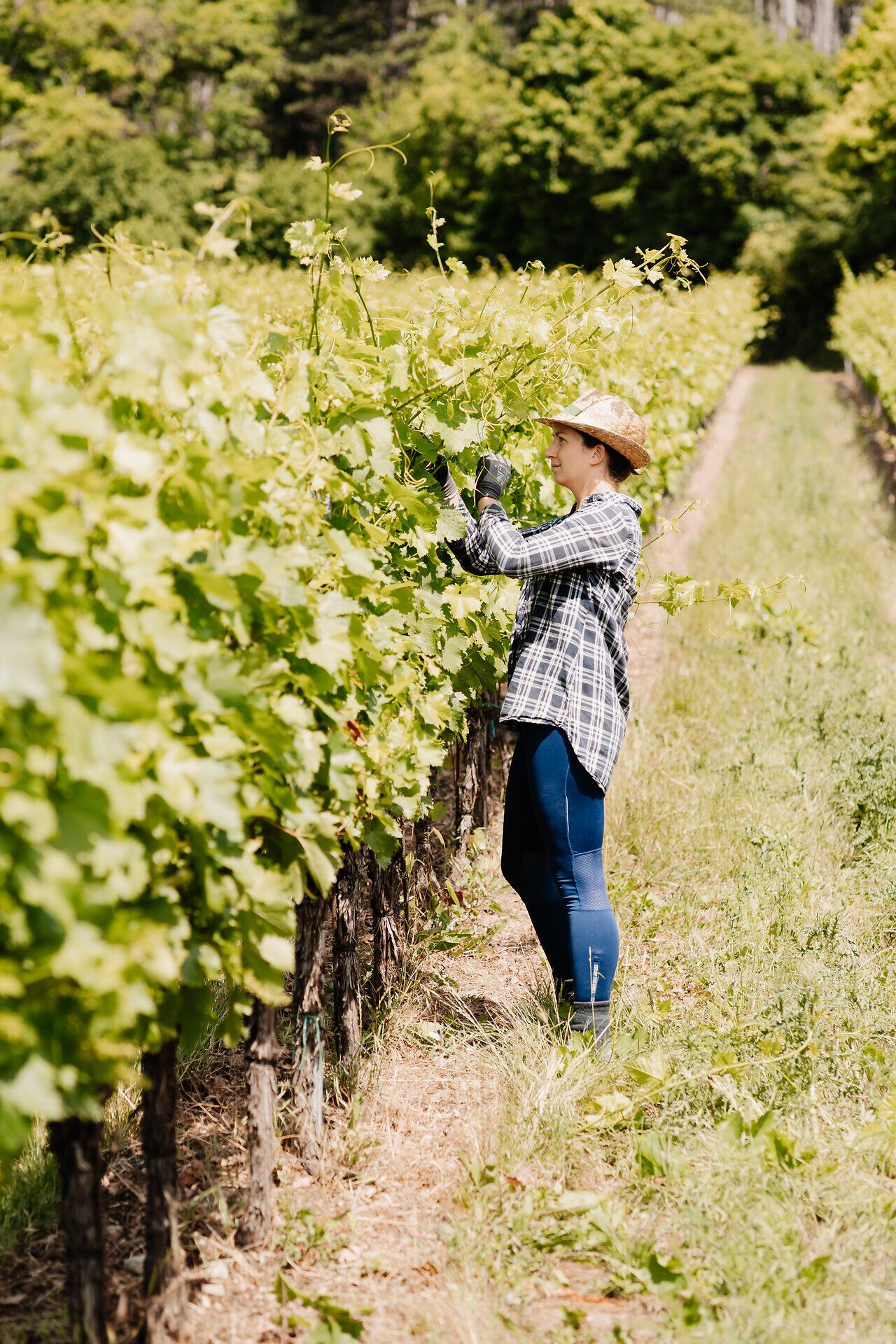 Inmitten der sanften Hügel des Weinviertels genießt man den Anblick endloser Weinreben, während ein Glas erlesener Wein in der Hand schimmert. Die grüne Landschaft strahlt Ruhe und Gelassenheit aus, perfekt für eine genussvolle Auszeit im Weinfrühling.
