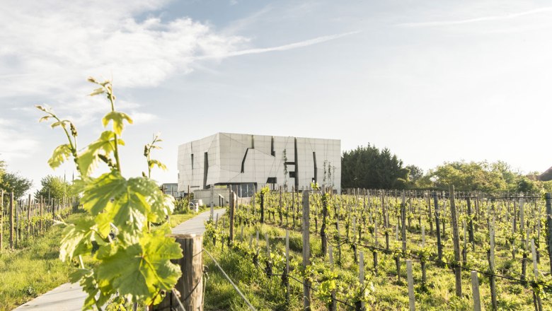 Vinná cesta Kamptal, © Niederösterreich-Werbung/ Robert Herbst