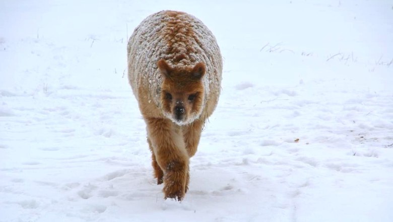 Alpaca, &copy; Crooked Creek Ranch Alpakas-Waldviertel