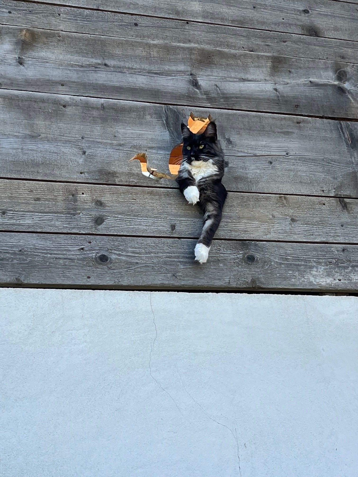 Mačka sa pozerá cez dieru v drevenej stene.