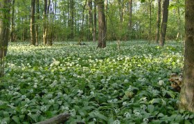 Spring in the Donau-Auen National Park, &copy; &Ouml;BF Archiv