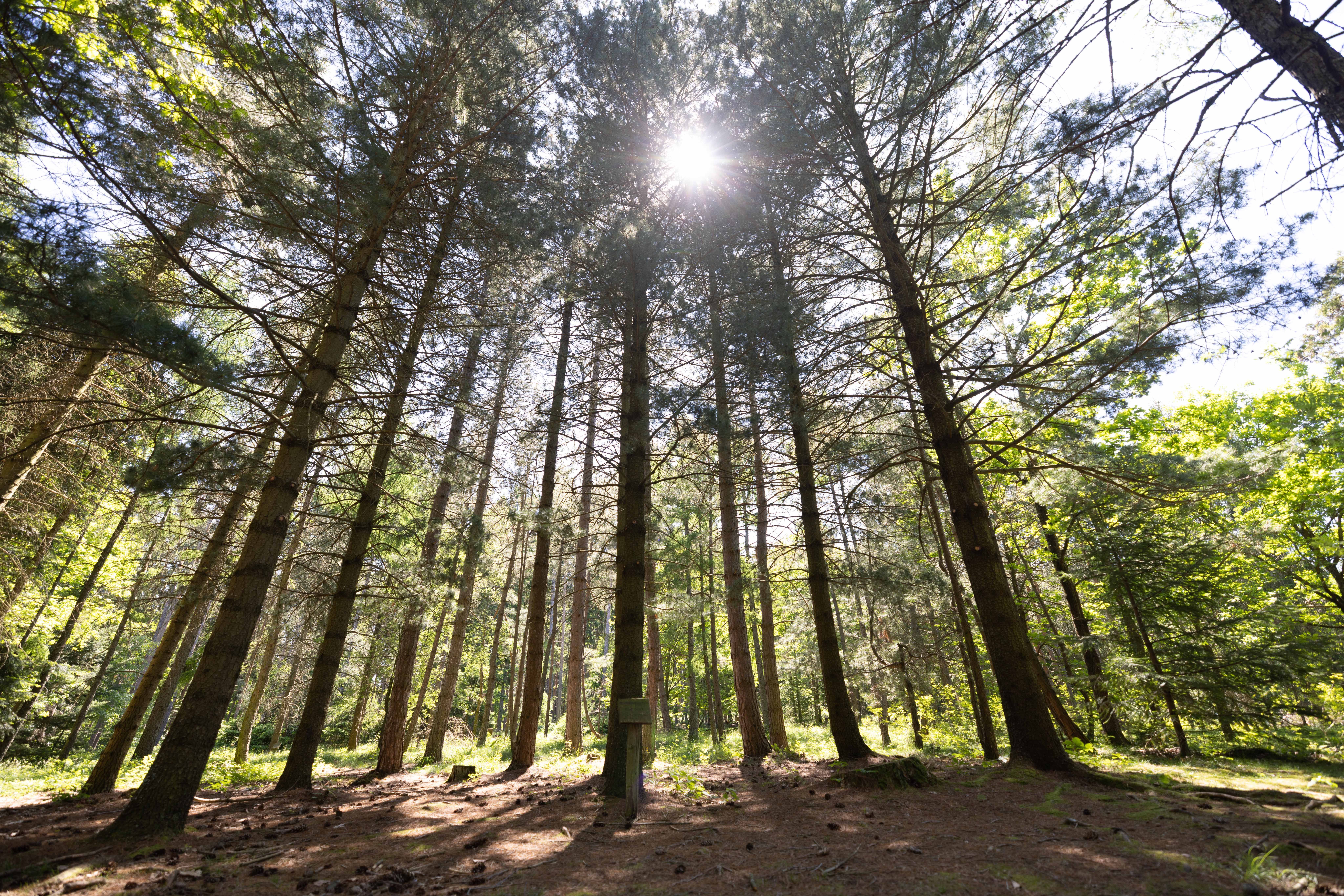 Slnečné svetlo presvitá cez vysoké stromy v lese.