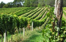 Im Weingarten, © Weingut Ribisch