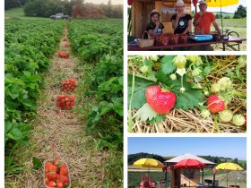 Jahodov&eacute; pole K&ouml;ck, &copy; Fam. K&ouml;ck Bernhardshof