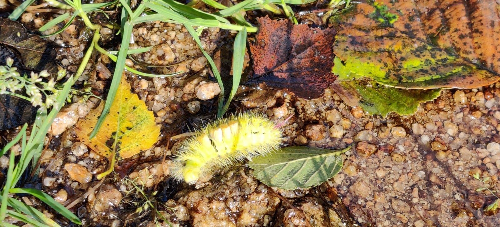 Aubergova ulica