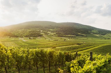 Región termálnych kúpeľov Viedenský les pri Gumpoldskirchene, © Niederösterreich-Werbung/ M. Liebert