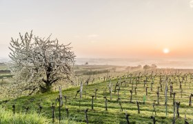 Weinstraße Traisental-Donau, © Niederösterreich-Werbung/ Robert Herbst