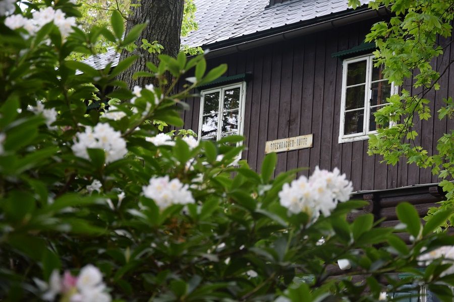 Drevená chatka za kvitnúcimi rododendronovými kríkmi.