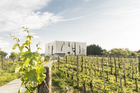 Vinná cesta Kamptal, © Niederösterreich-Werbung/ Robert Herbst