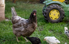 Chickens at the Arkadenhof, © Martina Siebenhandl