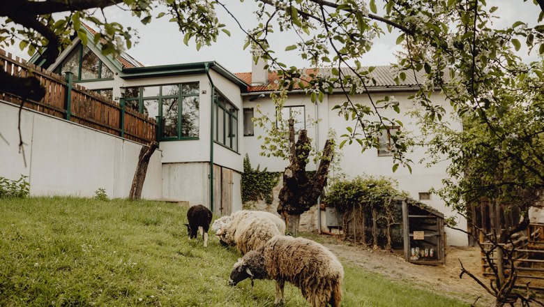 Inn with its own farm, © Niederösterreich Werbung/Sophie Menegaldo