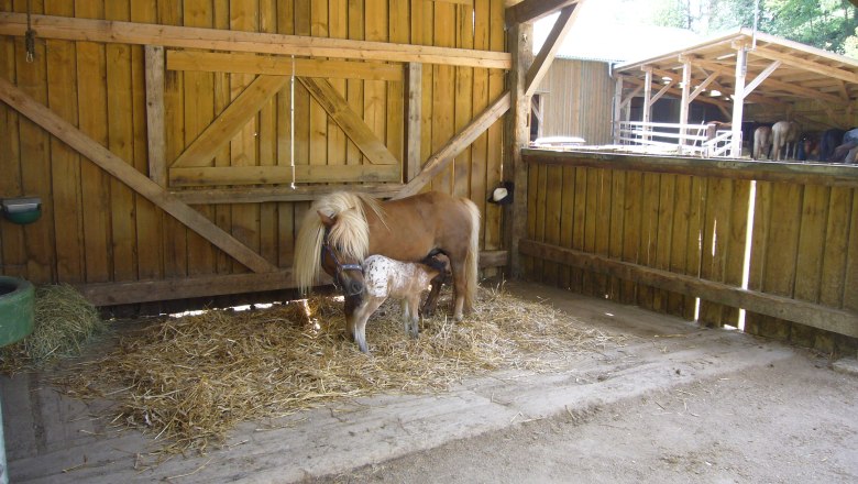 Horse stable, &copy; Pferdehof Kurzmann