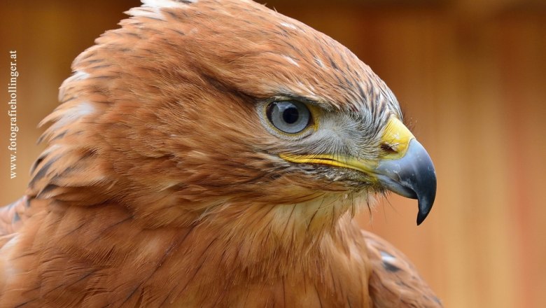 1121_klein(c)Eveline  Hollinger, © Eveline  Hollinger