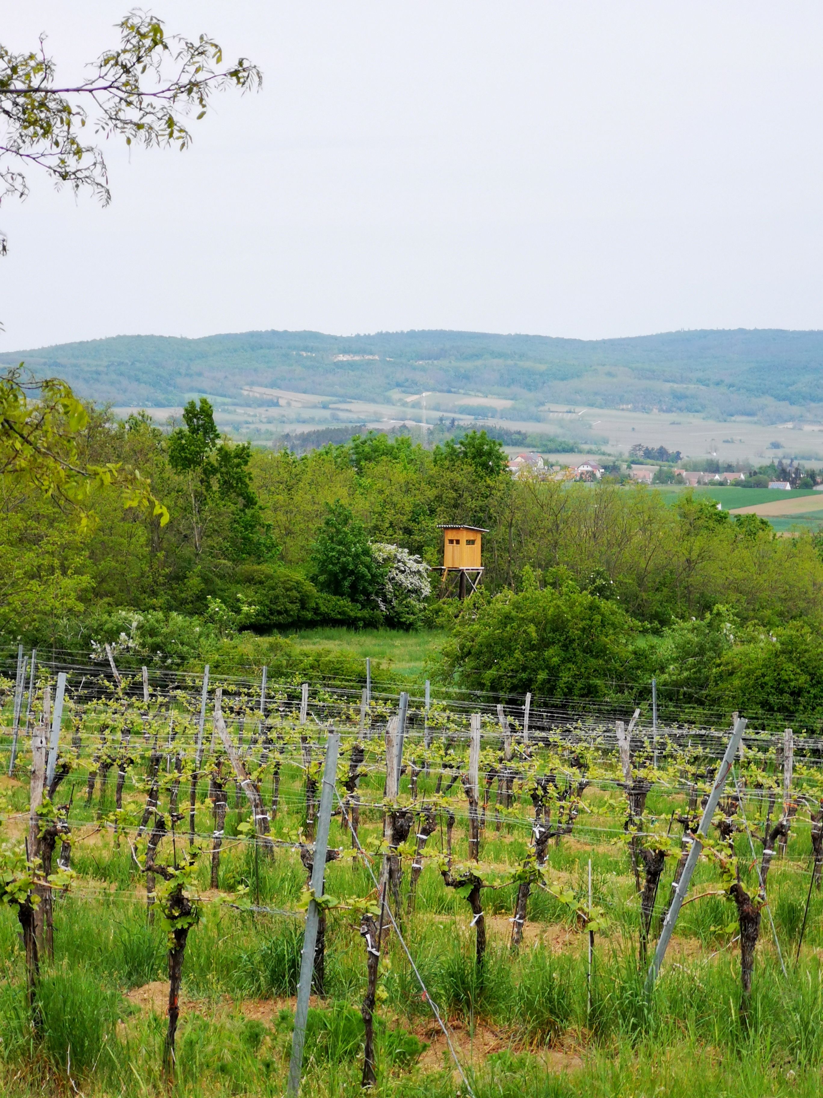 Vinohrad vo Weinvierteli s vyvýšenou skrýšou a kopcami v pozadí.