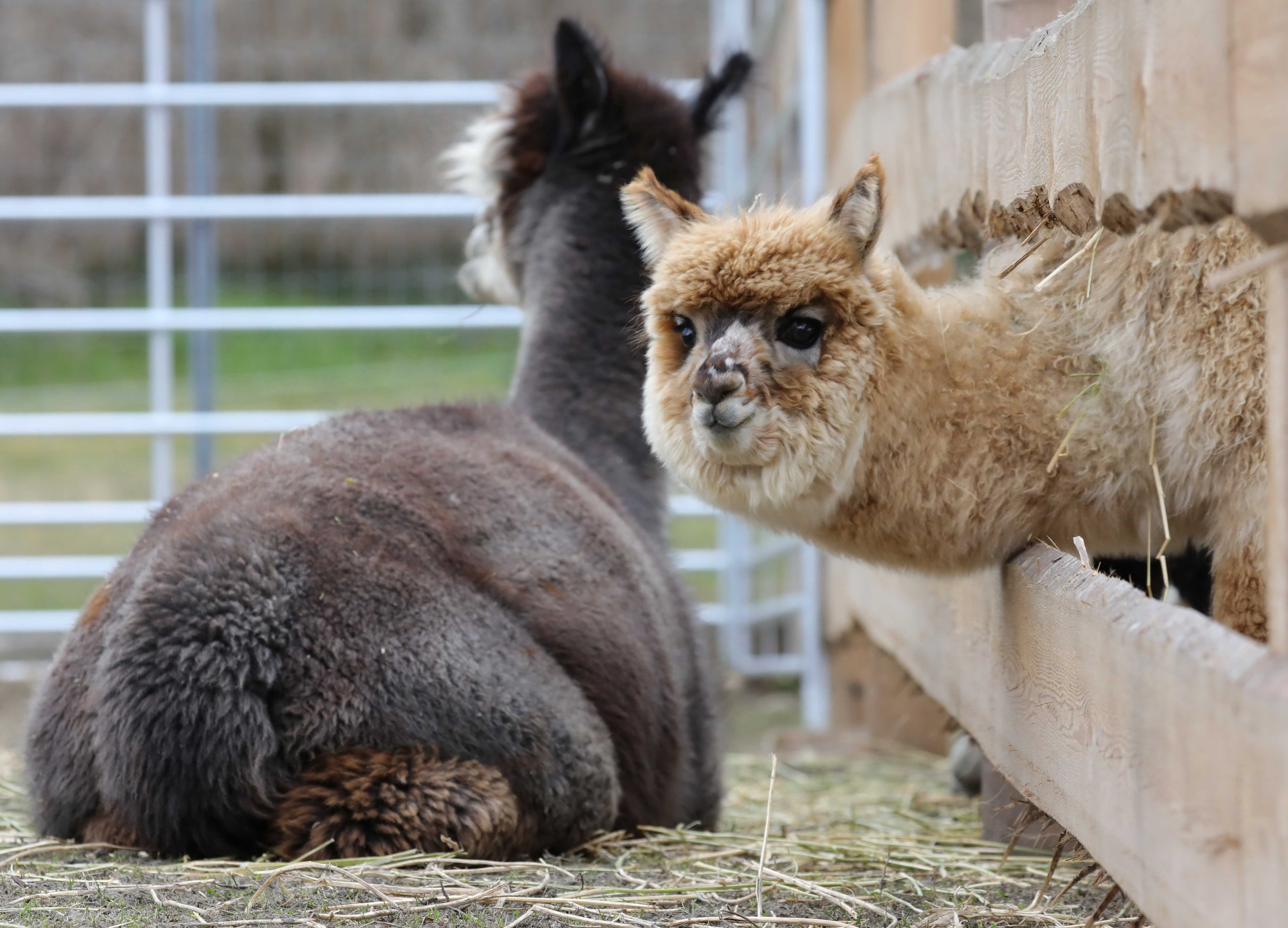 Dve alpaky vo výbehu, jedna sa pozerá cez plot.
