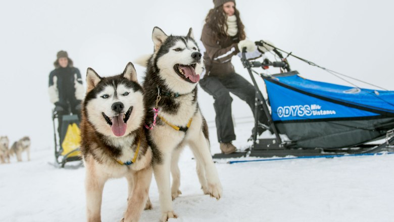Husky vo Waldvierteli, &copy; Waldviertel Tourismus/ ishootpeople.com