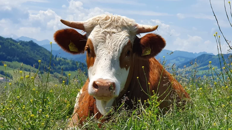 Krava - Hermine, &copy; Melanie Schweighuber