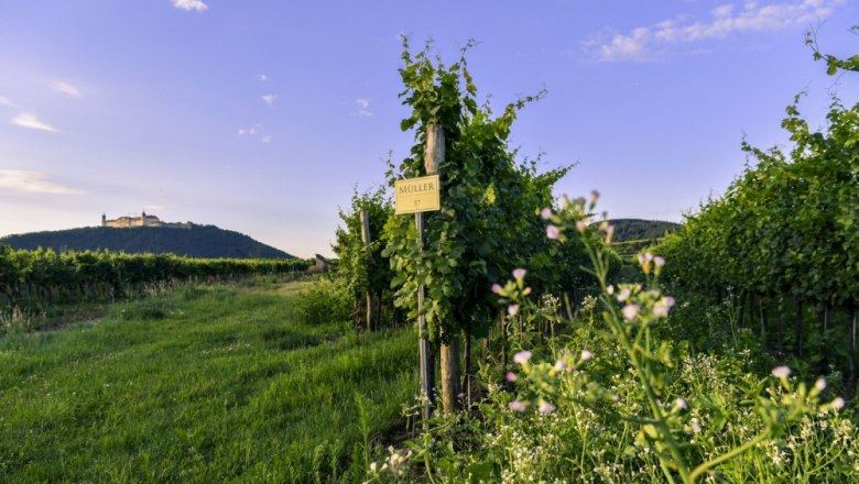 Weingarten der Familie Müller, © Weingut Müller - pov.at
