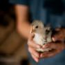 Chicks, Am Arkadenhof, © Martina Siebenhandl